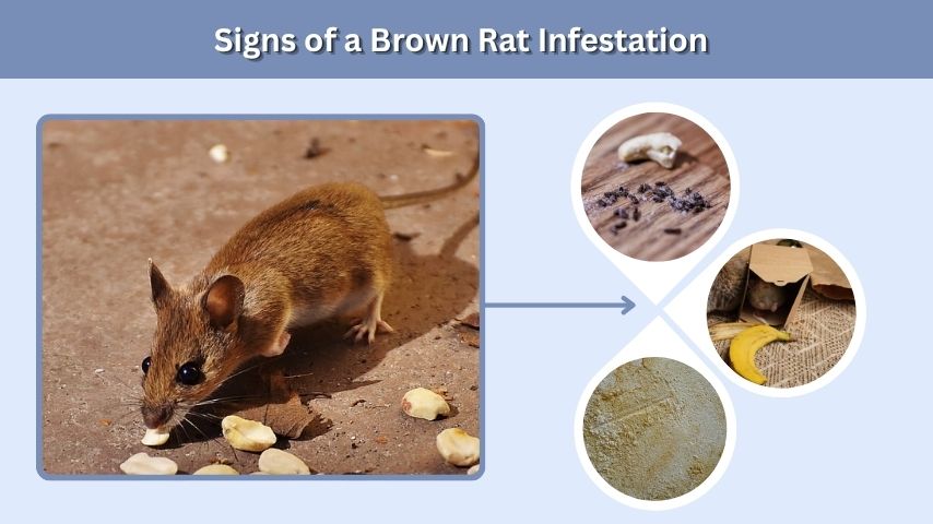 Signs of a Brown Rat Infestation