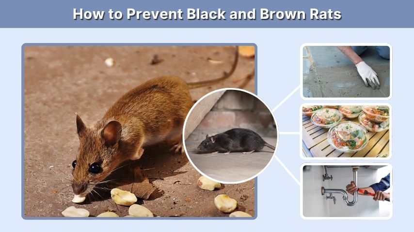 How to Prevent Black and Brown Rats