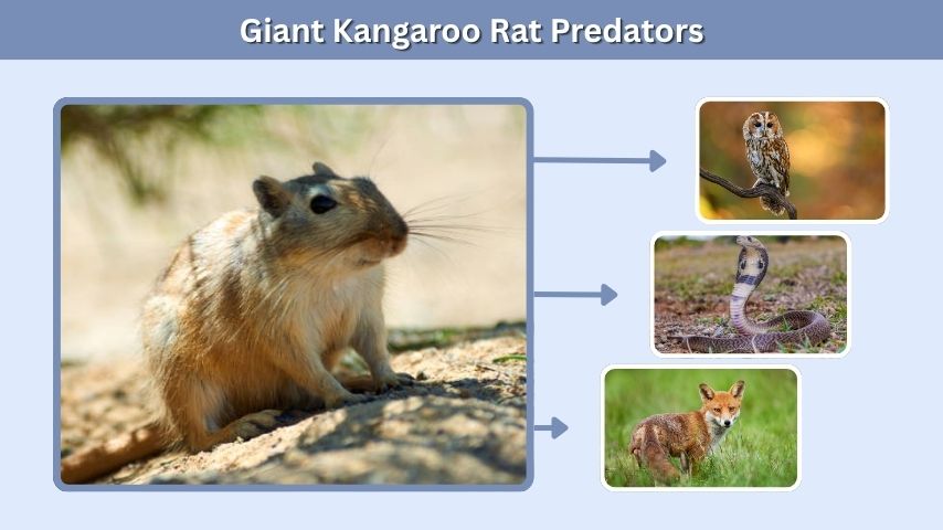 Giant Kangaroo Rat Predators
