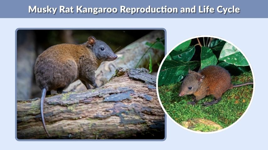 Musky Rat Kangaroo Reproduction and Life Cycle