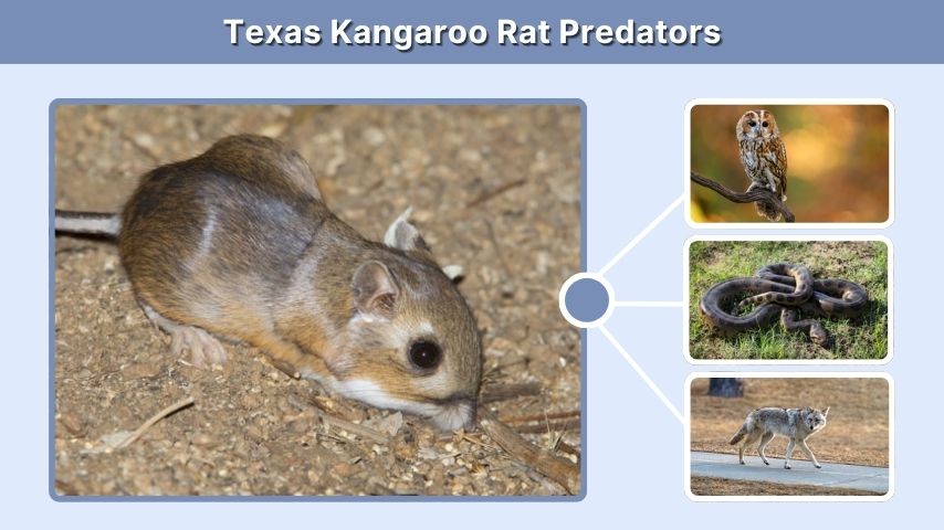 Texas Kangaroo Rat Predators