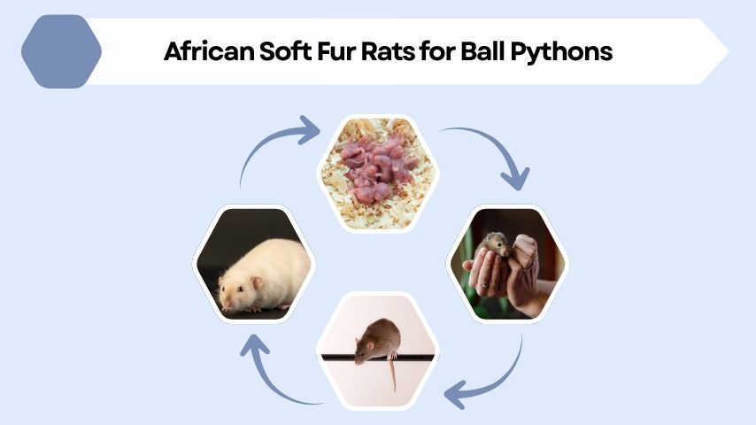 African Soft Fur Rats for Ball Pythons