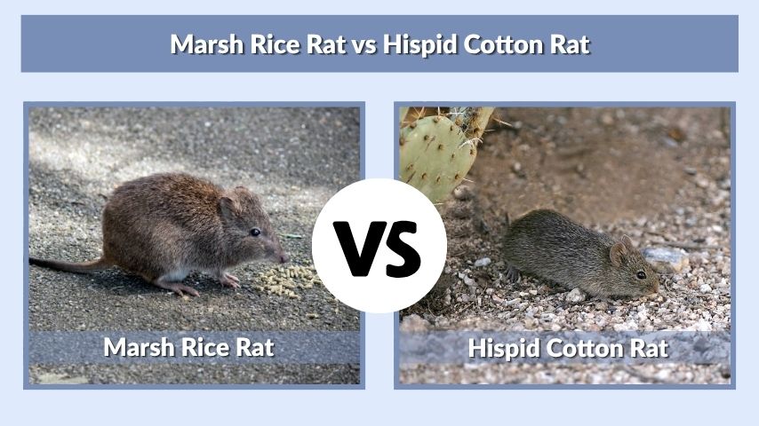 Marsh Rice Rat vs Hispid Cotton Rat