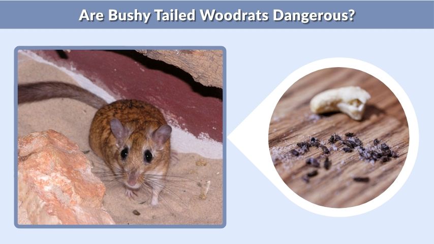 Are Bushy Tailed Woodrats Dangerous?
