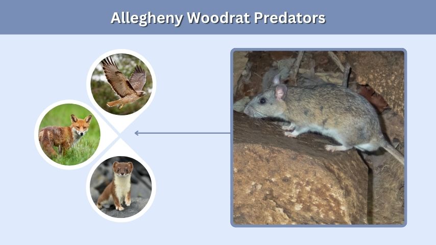 Allegheny Woodrat Predators