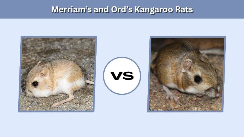Merriam’s and Ord’s Kangaroo Rats