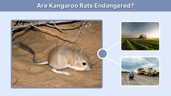 Are Kangaroo Rats Endangered?