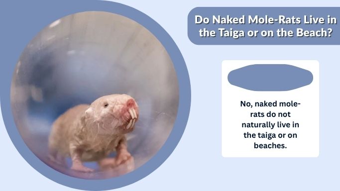 Do Naked Mole-Rats Live in the Taiga or on the Beach?
