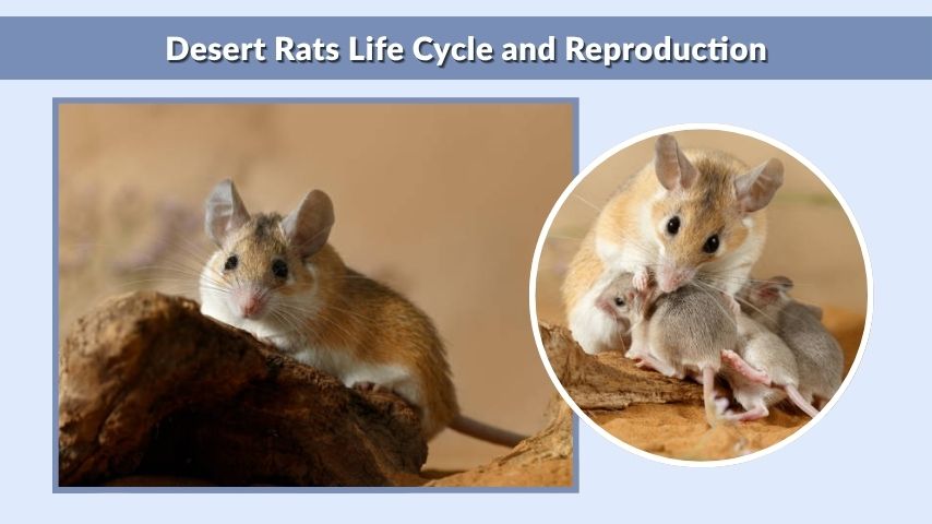 Desert Rats Life Cycle and Reproduction