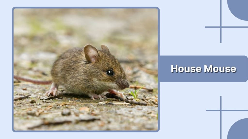 House Mouse