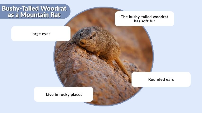 Bushy-Tailed Woodrat as a Mountain Rat