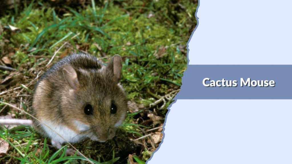 Cactus Mouse