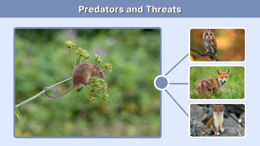 Predators and Threats