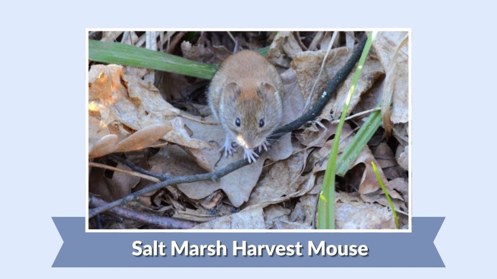Salt Marsh Harvest Mouse
