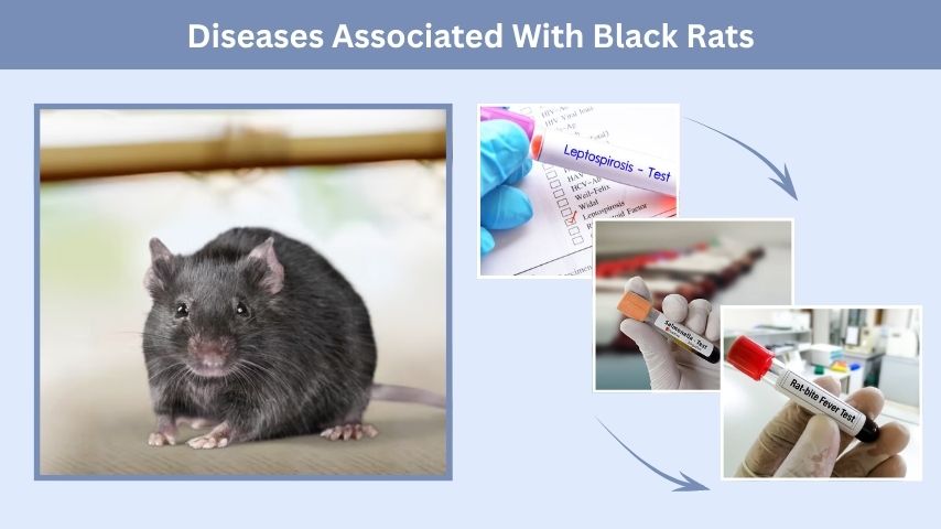 Diseases Associated With Black Rats