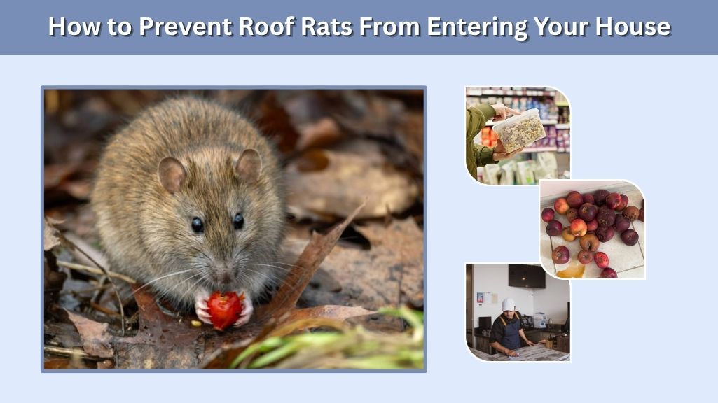 How to Prevent Roof Rats From Entering Your House