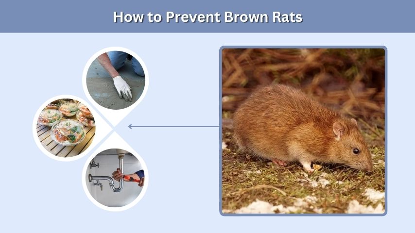 How to Prevent Brown Rats