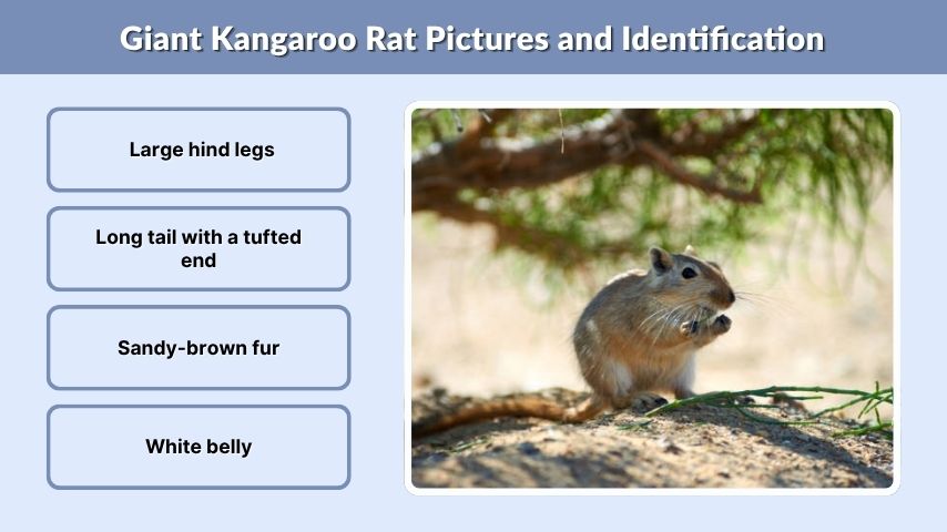 Giant Kangaroo Rat Pictures and Identification