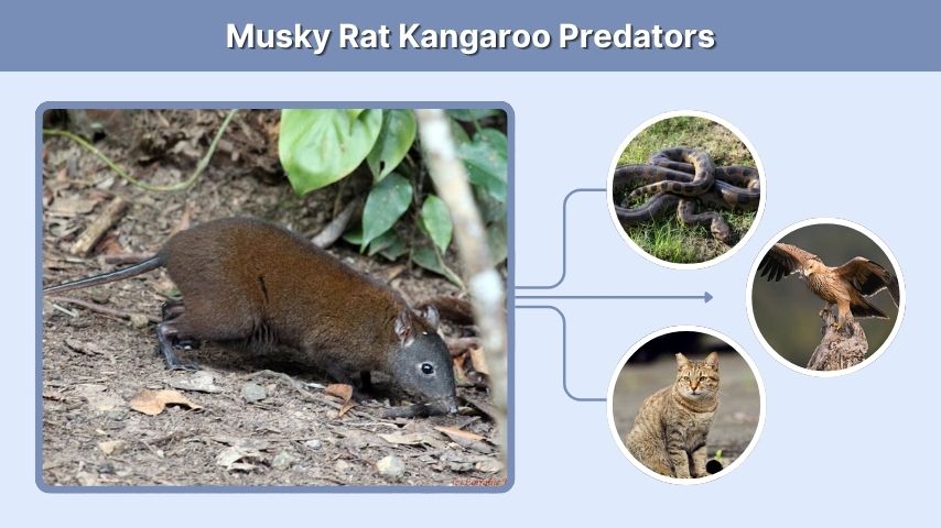 Musky Rat Kangaroo Predators