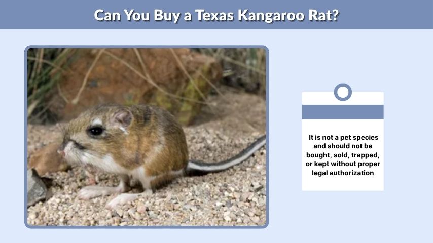 Can You Buy a Texas Kangaroo Rat?