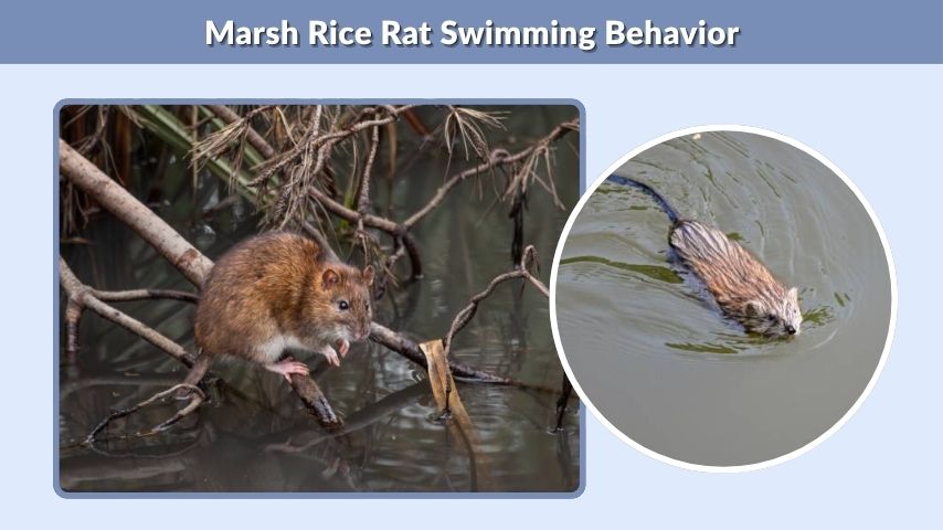 Marsh Rice Rat Swimming Behavior