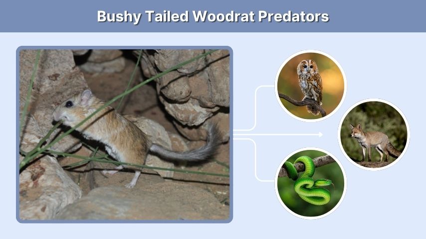 Bushy Tailed Woodrat Predators