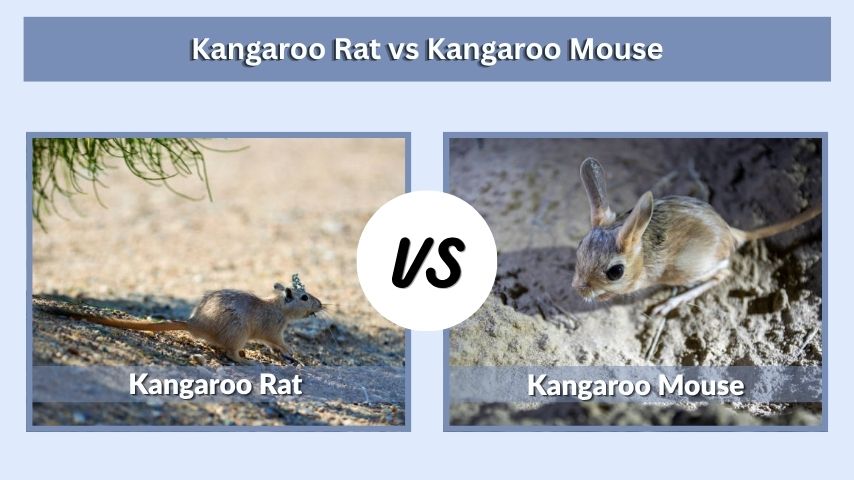 Kangaroo Rat vs Kangaroo Mouse