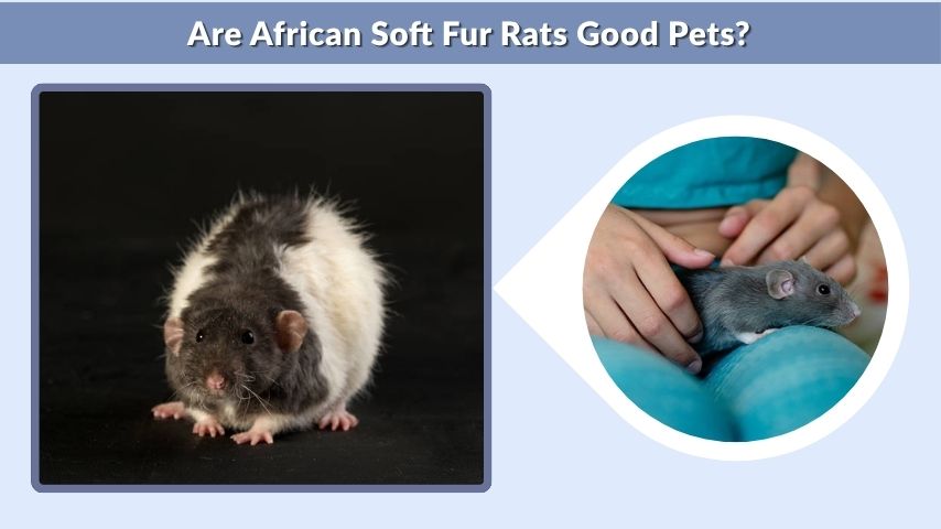 Are African Soft Fur Rats Good Pets?