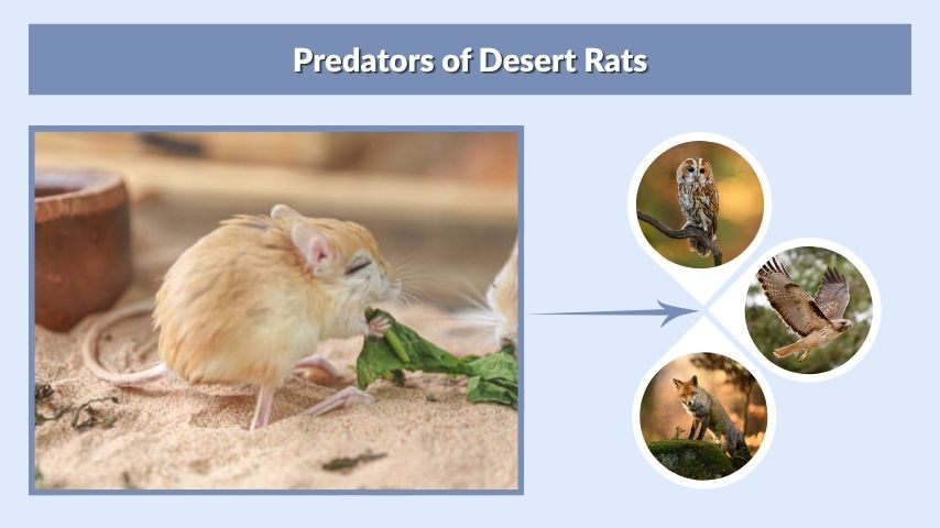 Predators of Desert Rats