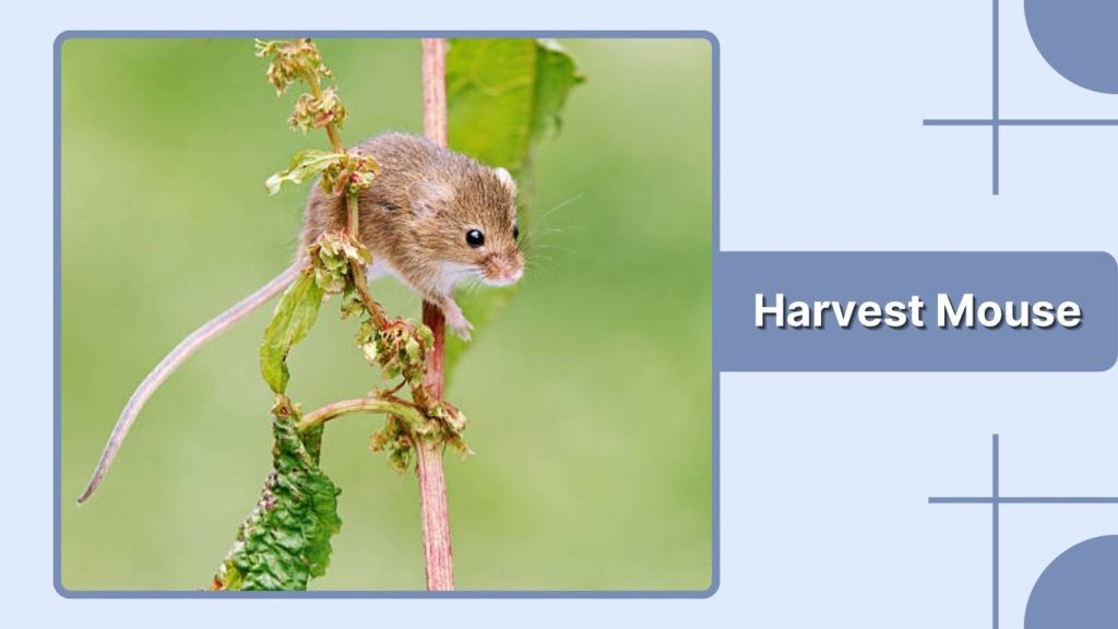 Harvest Mouse