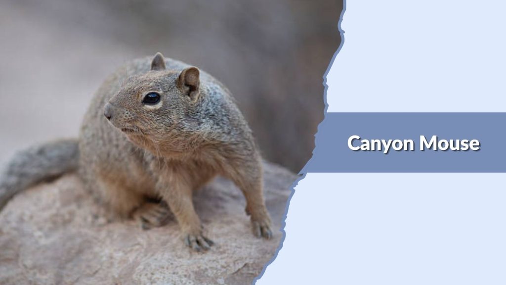 Canyon Mouse