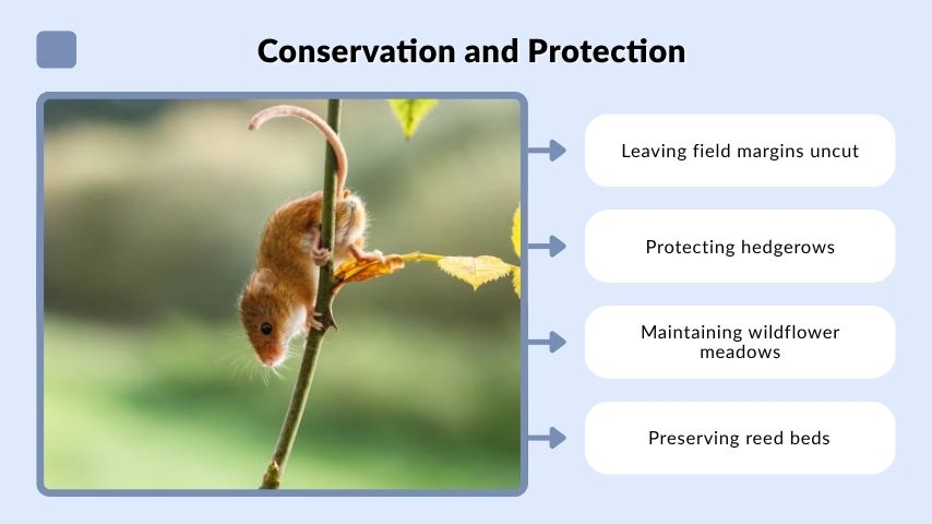 Conservation and Protection