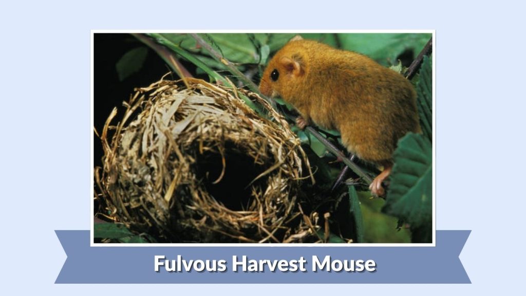 Fulvous Harvest Mouse