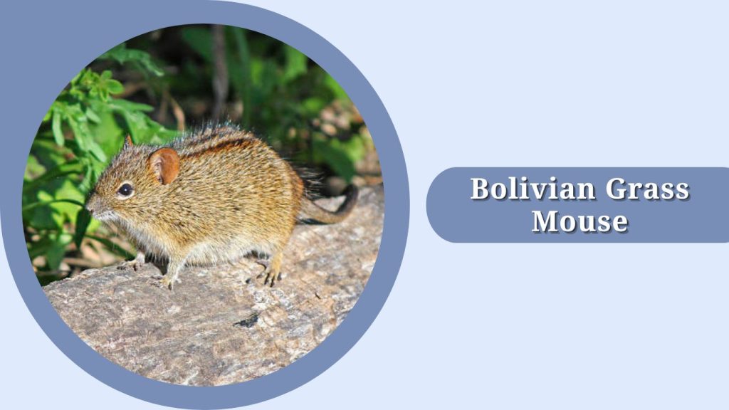 Bolivian Grass Mouse