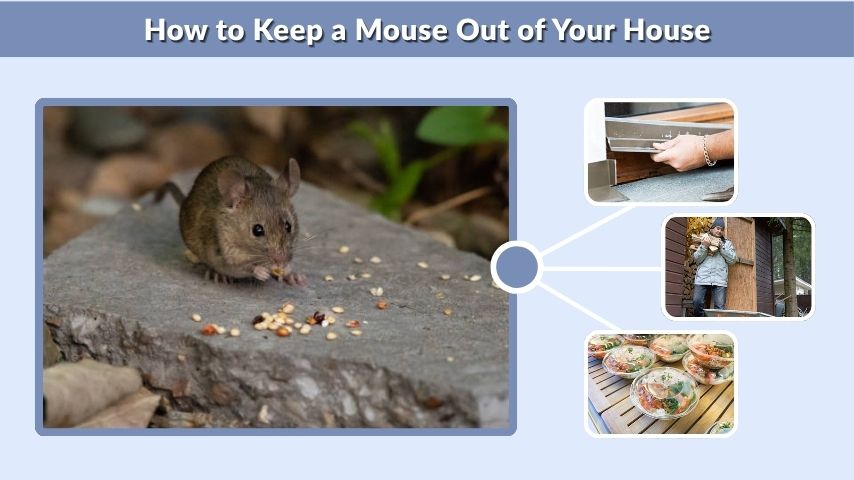 How to Keep a Mouse Out of Your House
