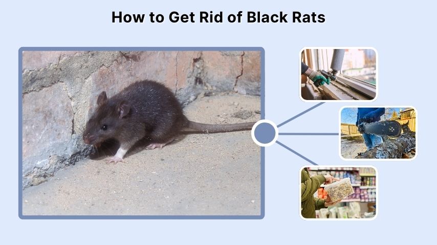 How to Get Rid of Black Rats
