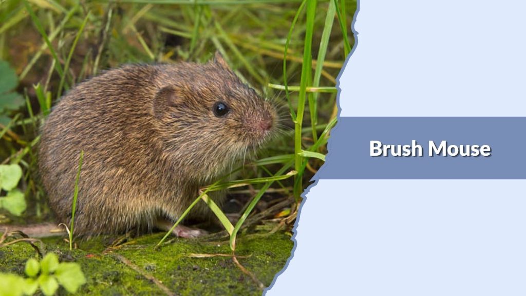Brush Mouse