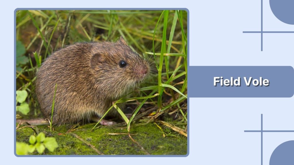 Field Vole
