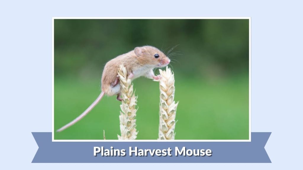 Plains Harvest Mouse