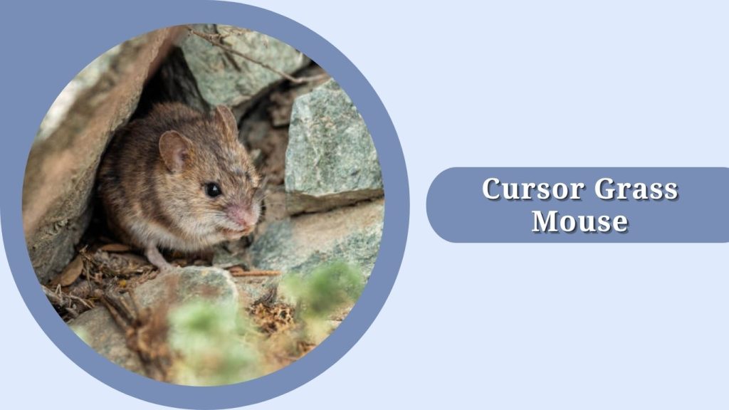 Cursor Grass Mouse