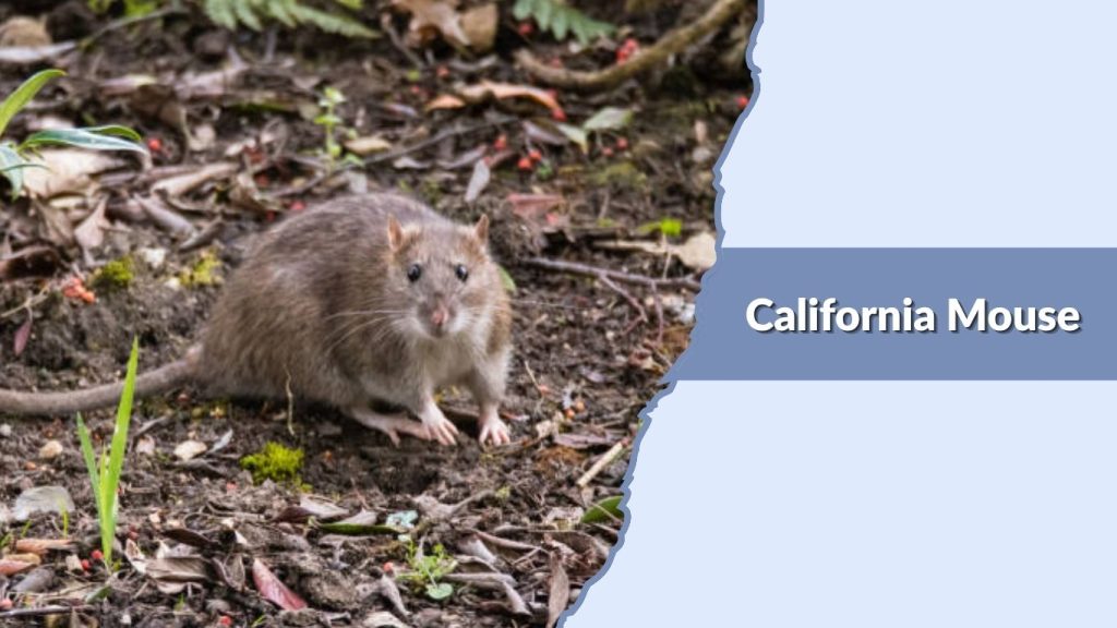 California Mouse
