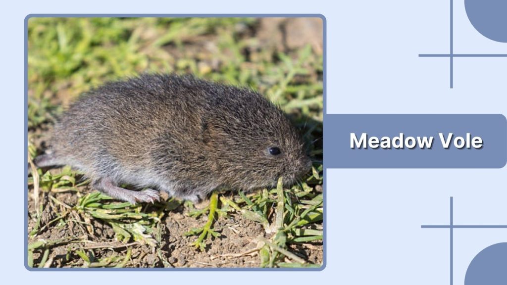 Meadow Vole