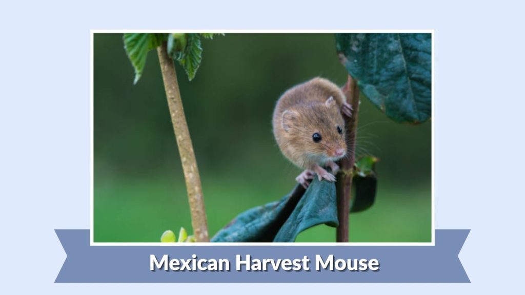Mexican Harvest Mouse