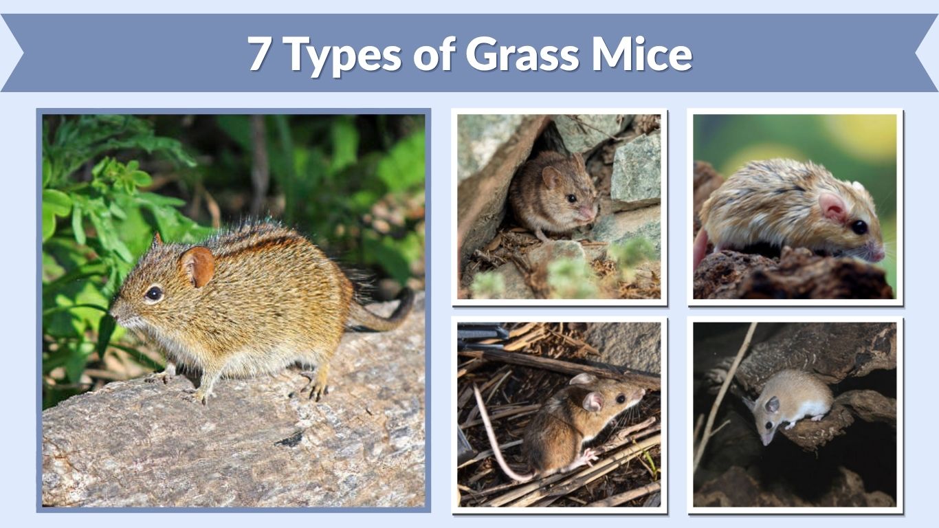 7 Types of Grass Mice: Species Identification With Pictures