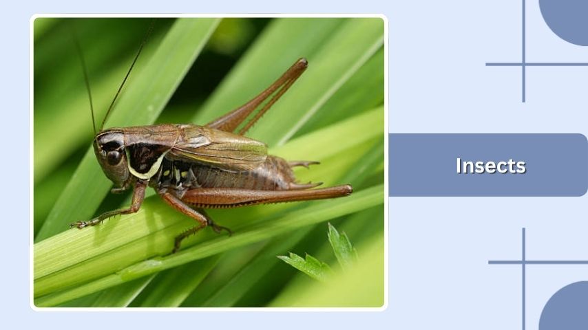 Insects