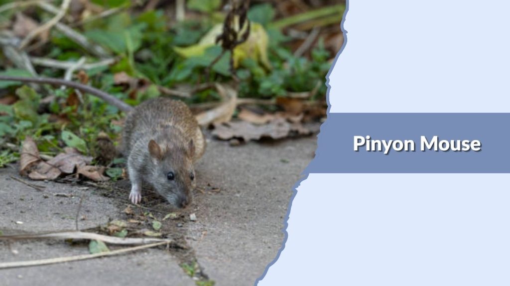 Pinyon Mouse