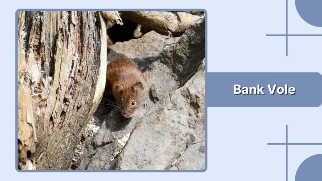 Bank Vole