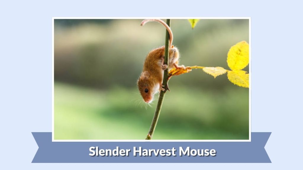 Slender Harvest Mouse