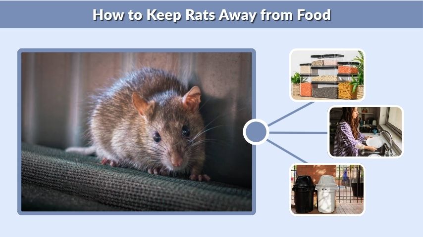 How to Keep Rats Away from Food