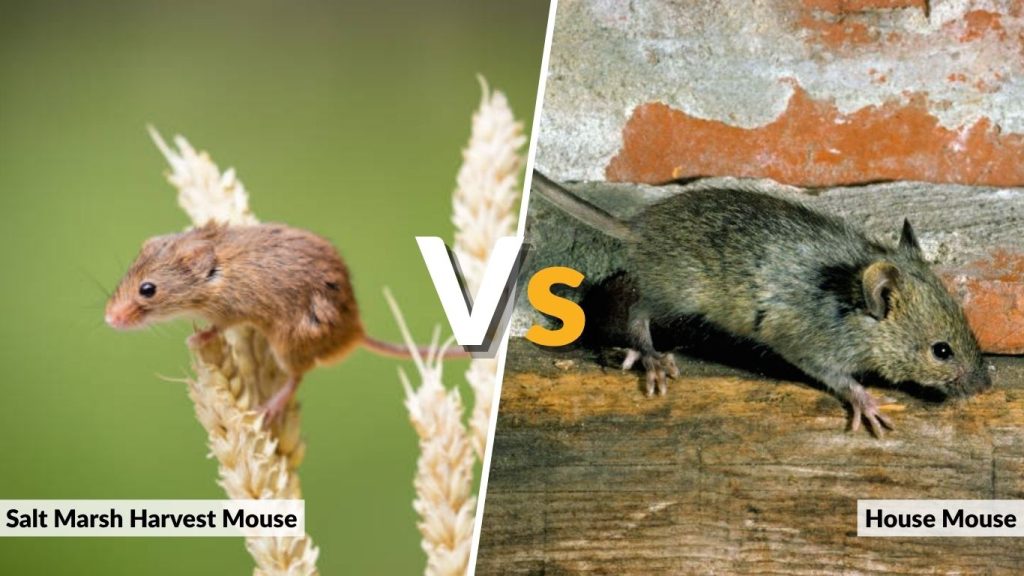 Salt Marsh Harvest Mouse vs House Mouse